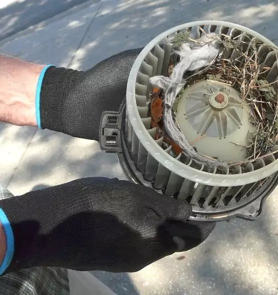 About Air Duct Mice Removal in Daytona Beach, FL